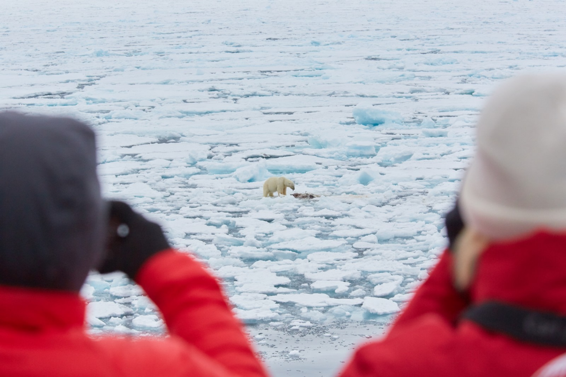 北斯皮茨伯格,在北极熊和冰的领域