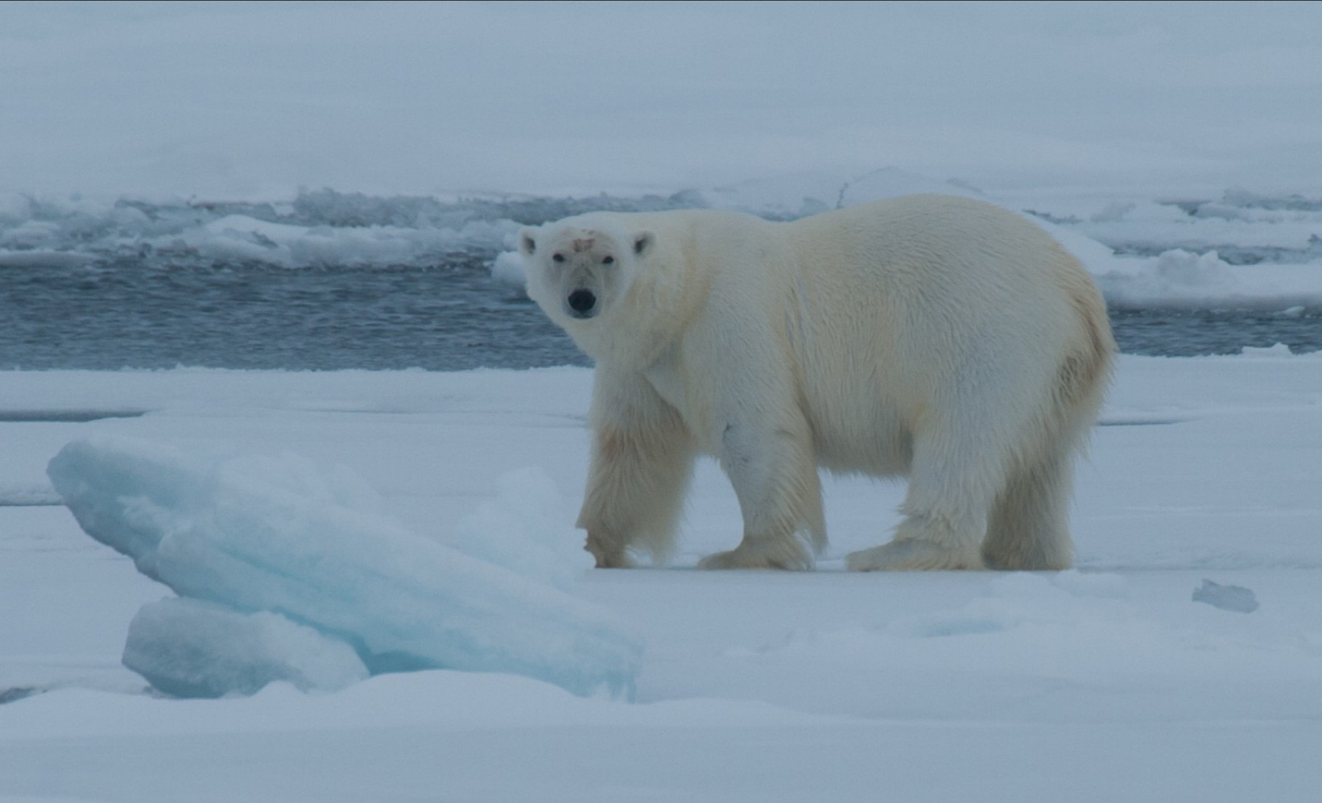 东斯皮茨伯格,北极熊的家园 - - 夏至